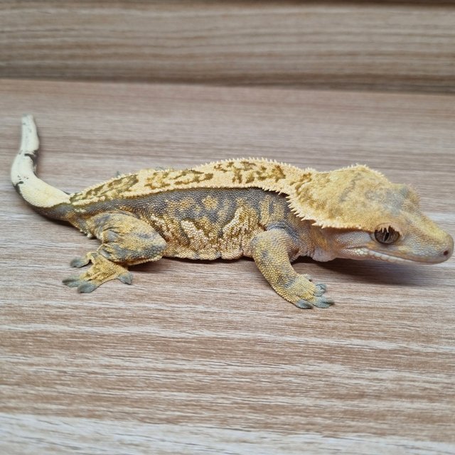 노멀 텐저린 트라이 할리퀸