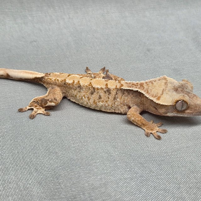 노멀 트라이 익스트림할리퀸 화이트스팟 텐저린