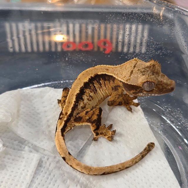 노멀 트라이 익스트림할리퀸 솔리드백