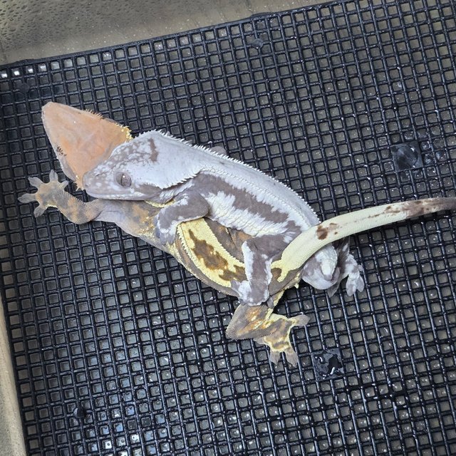 카푸치노 트라이