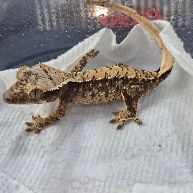 노멀 화이트스팟