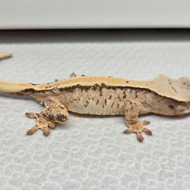 노멀 솔리드백 트라이 익스트림할리퀸