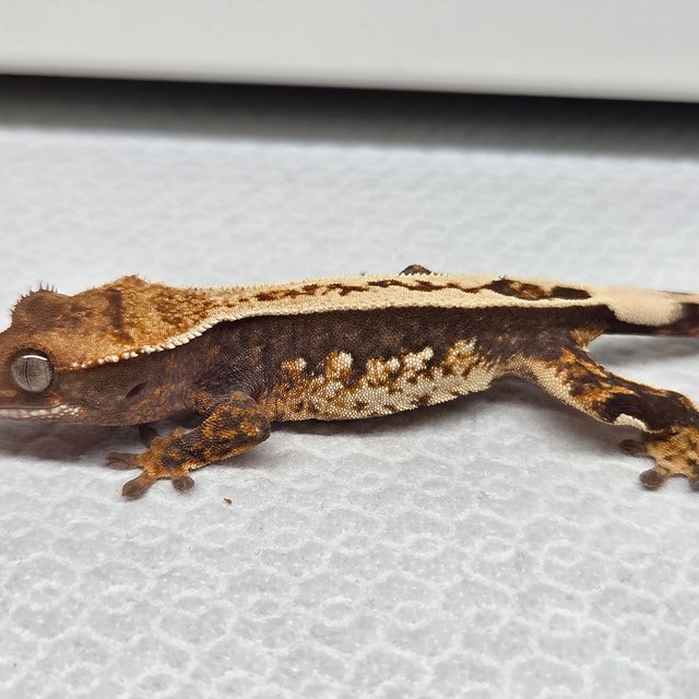 풀핀 100%헷아잔틱