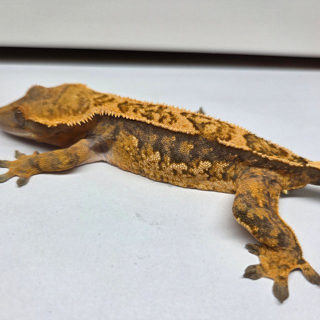 노멀 텐저린 트라이 할리퀸