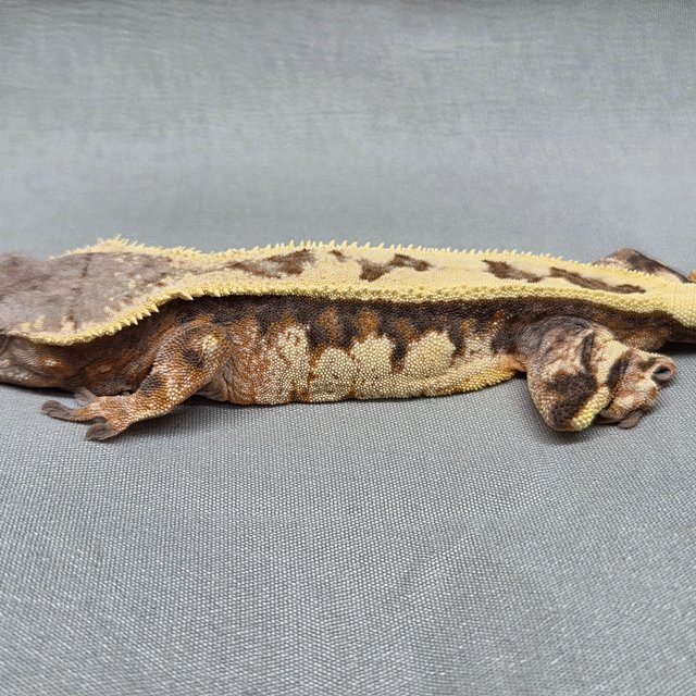 세이블 풀핀 익스트림할리퀸