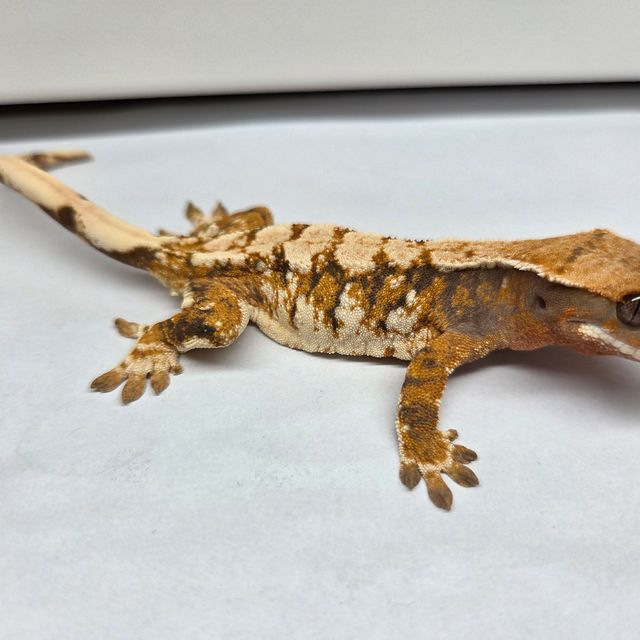 노멀 트라이 익스트림할리퀸 텐저린