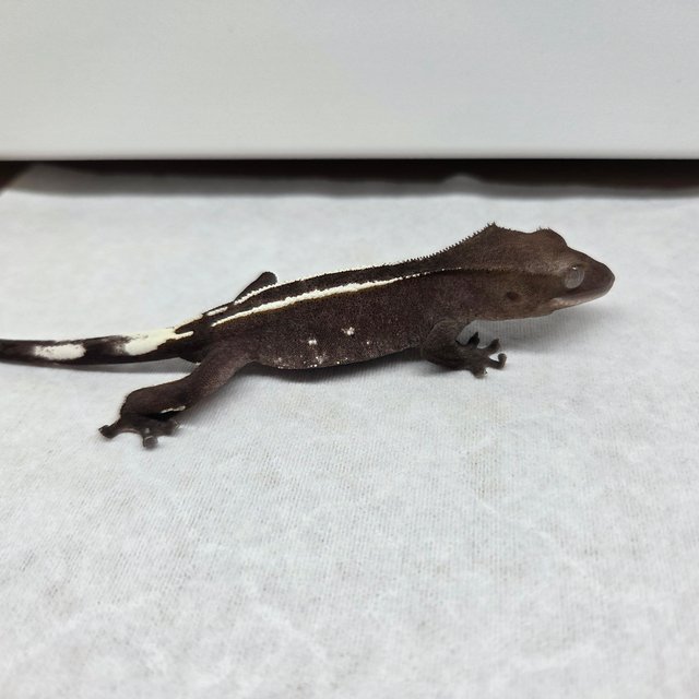 아잔틱 화이트핀 엠티백