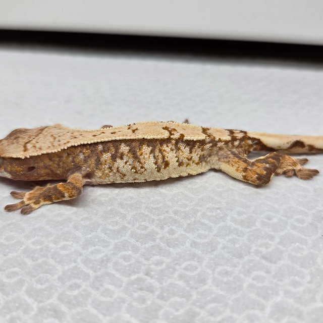 노멀 익스트림할리퀸