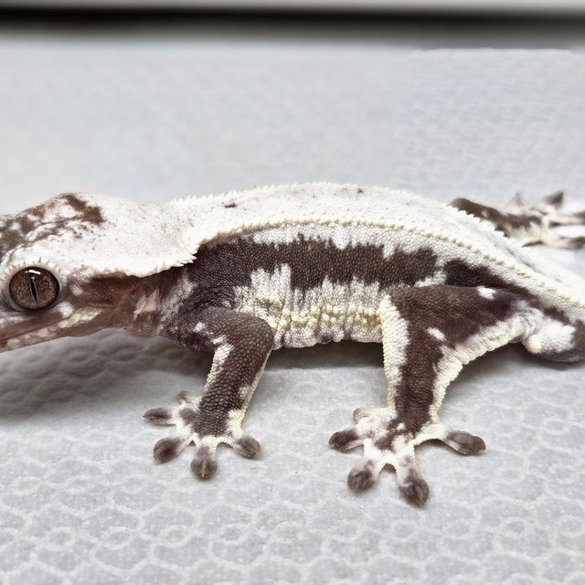 카푸치노 트라이