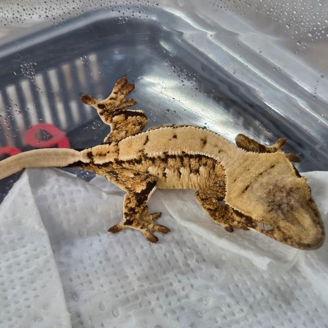 노멀 트라이 익스트림할리퀸