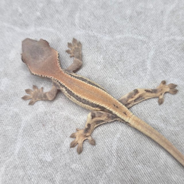 솔리드백 릴리 세이블