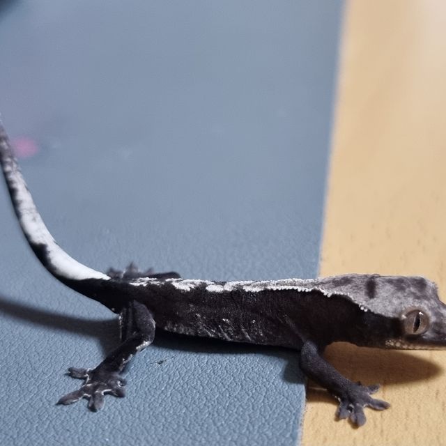 아잔틱