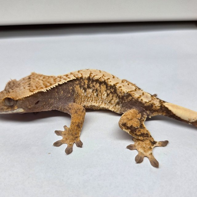 노멀 드리피 화이트스팟 트라이 익스트림할리퀸