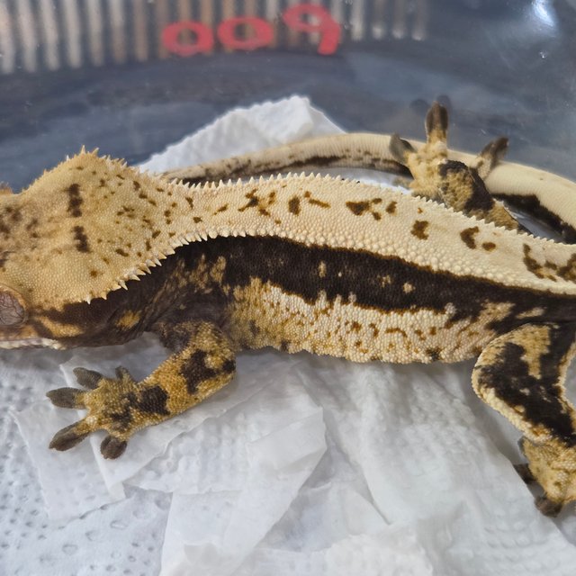 100%헷아잔틱 풀핀 쿼드