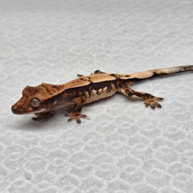 세이블 100%헷아잔틱