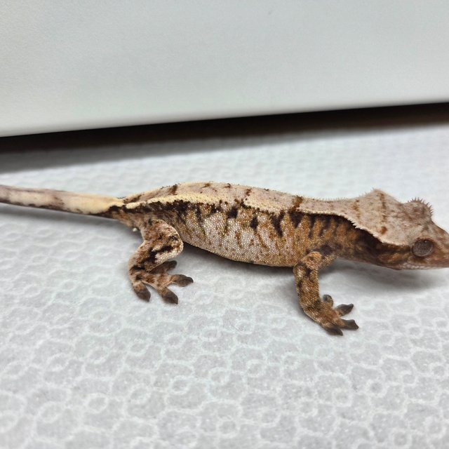 화이트스팟 세이블