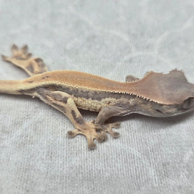 솔리드백 릴리 세이블