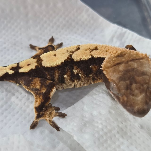 세이블 100%헷아잔틱