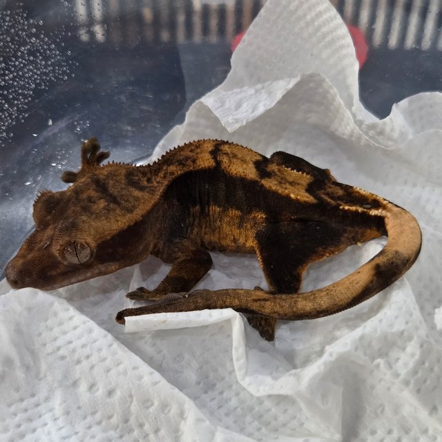 100%헷아잔틱 블랙 다크