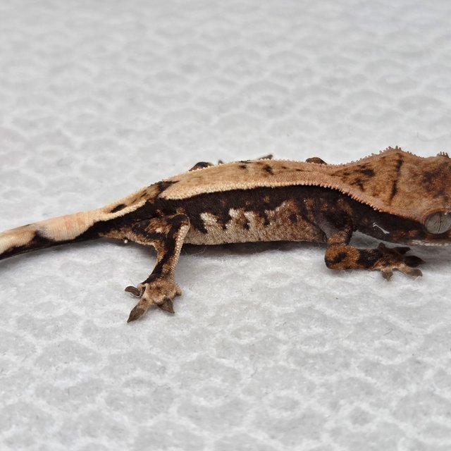 세이블 100%헷아잔틱