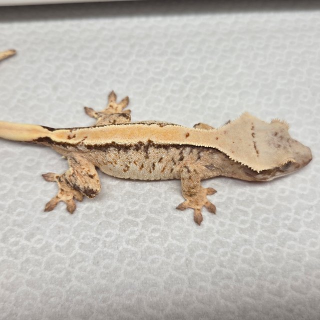 노멀 솔리드백 트라이 익스트림할리퀸