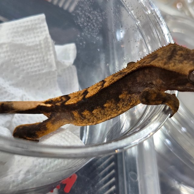 100%헷아잔틱 블랙 다크