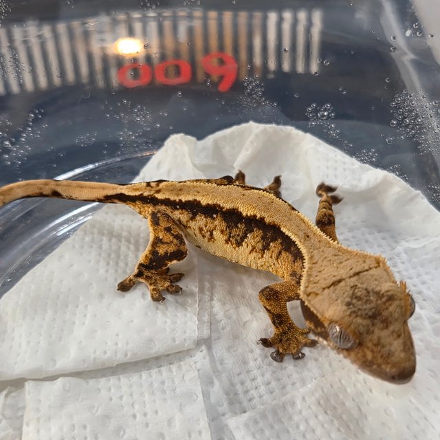 노멀 트라이 익스트림할리퀸 솔리드백