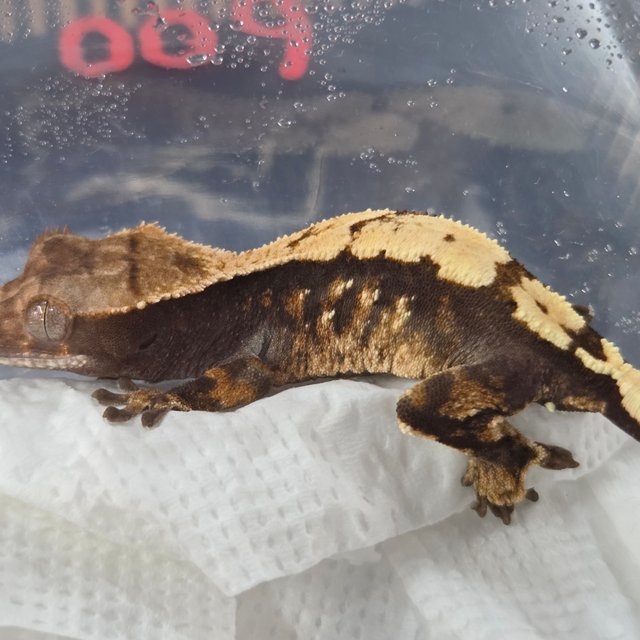 세이블 100%헷아잔틱