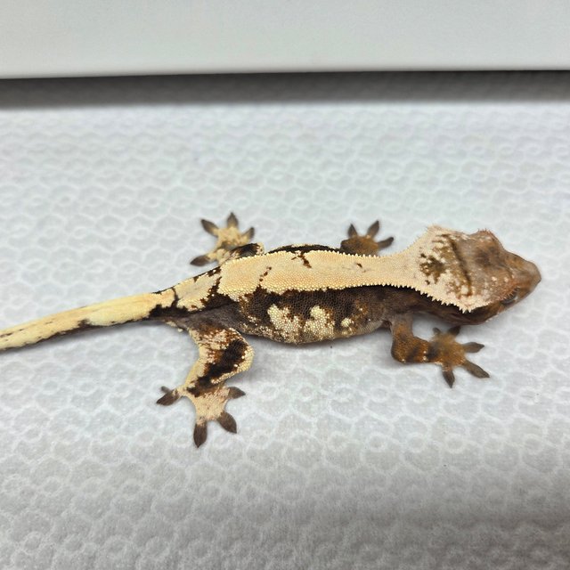 솔리드백 세이블