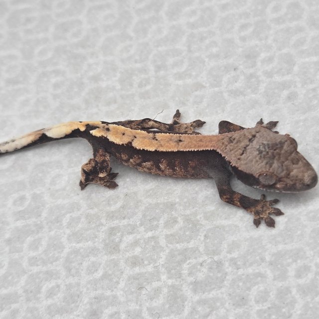 세이블 100%헷아잔틱