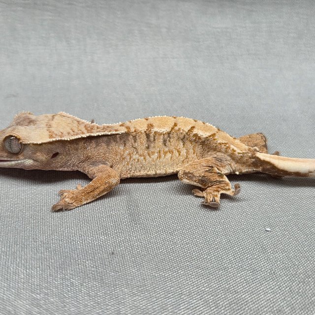 노멀 트라이 익스트림할리퀸 화이트스팟 텐저린