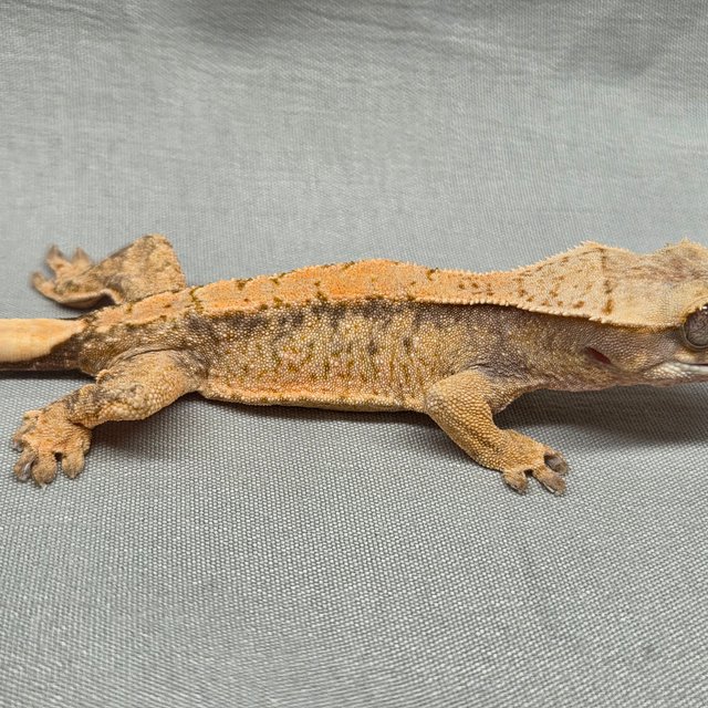 노멀 화이트스팟 텐저린