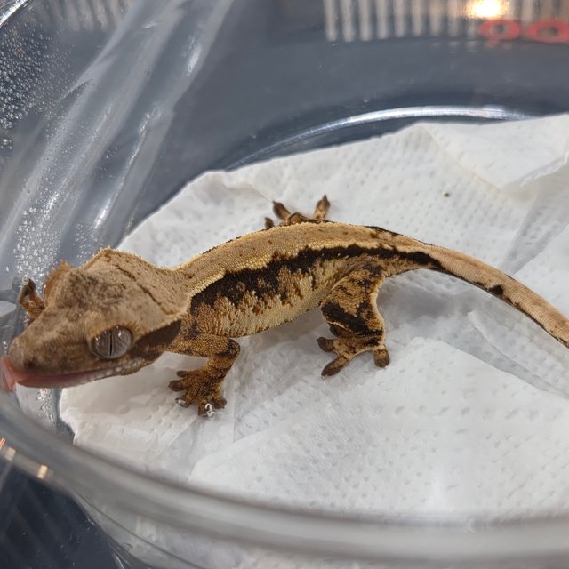 노멀 트라이 익스트림할리퀸 솔리드백