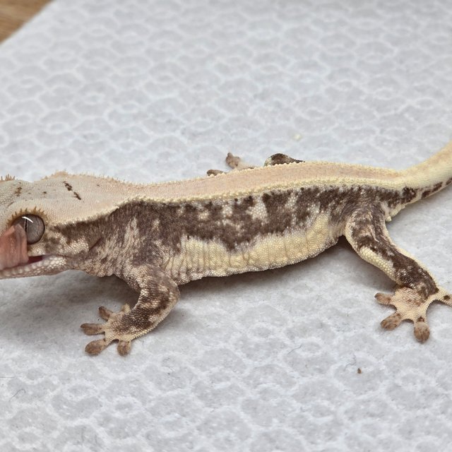 솔리드백 릴리100%헷아잔틱