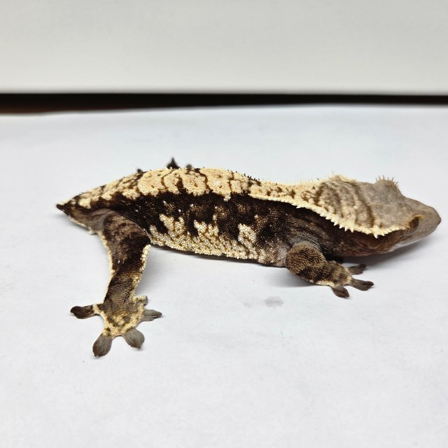 노멀 트라이 할리퀸 익스트림할리퀸