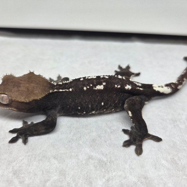 아잔틱 화이트핀