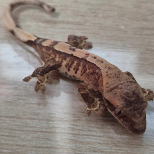 노멀 익스트림할리퀸