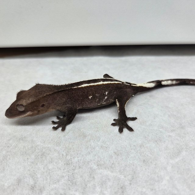 아잔틱 화이트핀 엠티백