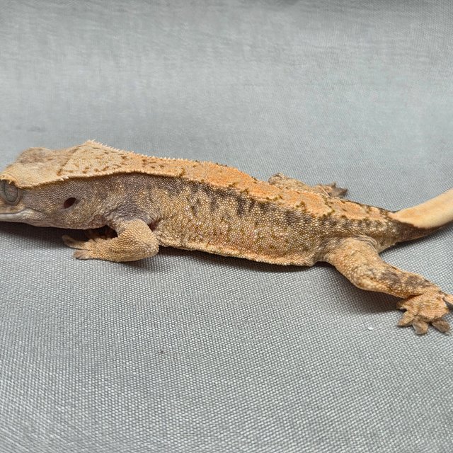 노멀 화이트스팟 텐저린