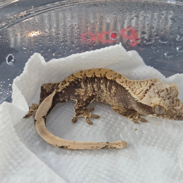 노멀 화이트스팟