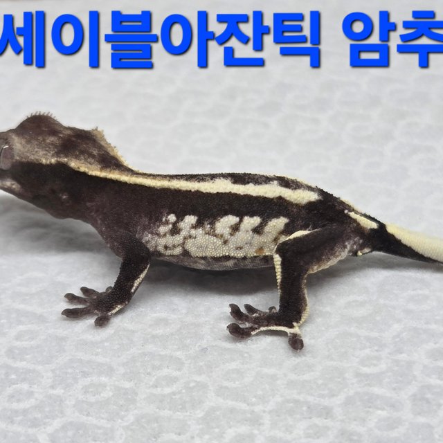 세이블 아잔틱