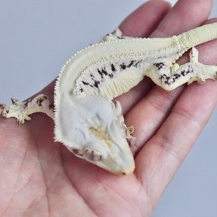 솔리드백 릴리화이트