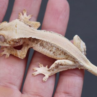 Solid Back Lilly White