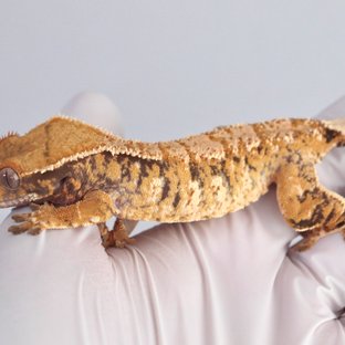 텐저린 드리피 화이트스팟 트라이