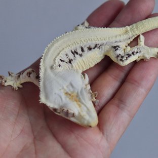 솔리드백 릴리화이트