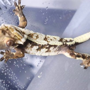 화이트크라운 화이트핀 트라이 세이블