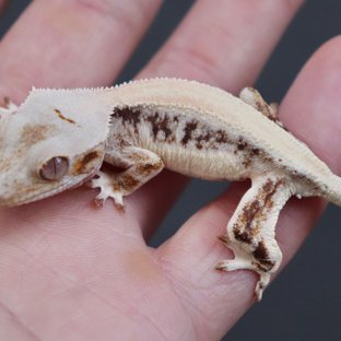 Solid Back Lilly White