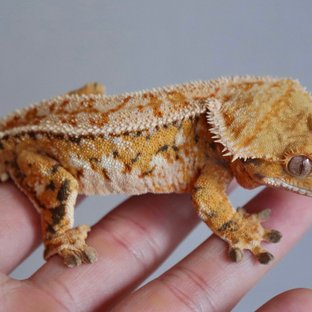 Tangerine Full Pinstripe White Spot Quad Tri