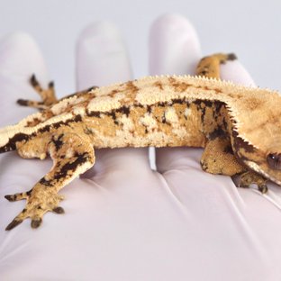 텐저린 드리피 화이트스팟 트라이