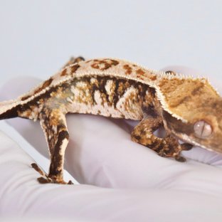 텐저린 드리피 화이트스팟 트라이